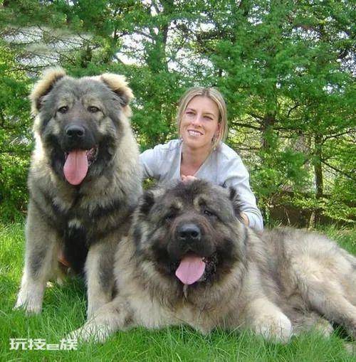 体型最大的狗排行榜前十名(世界上最大的犬种有多高)-图片12